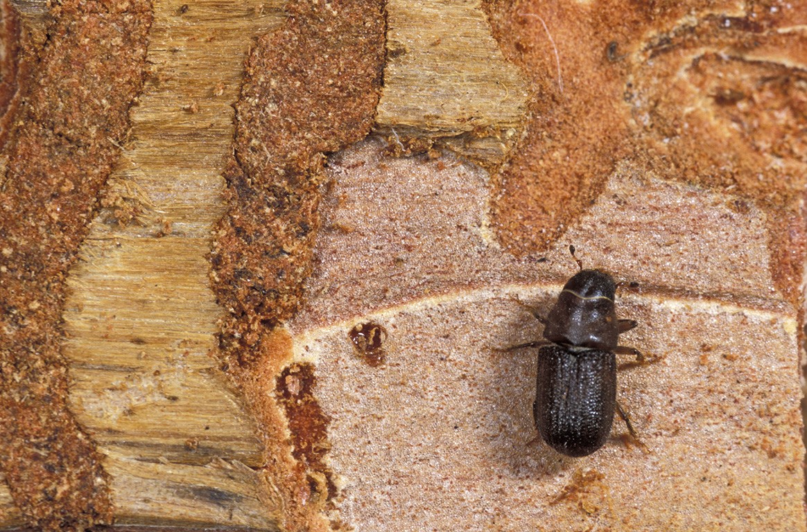 Pine beetle tree damage treatment